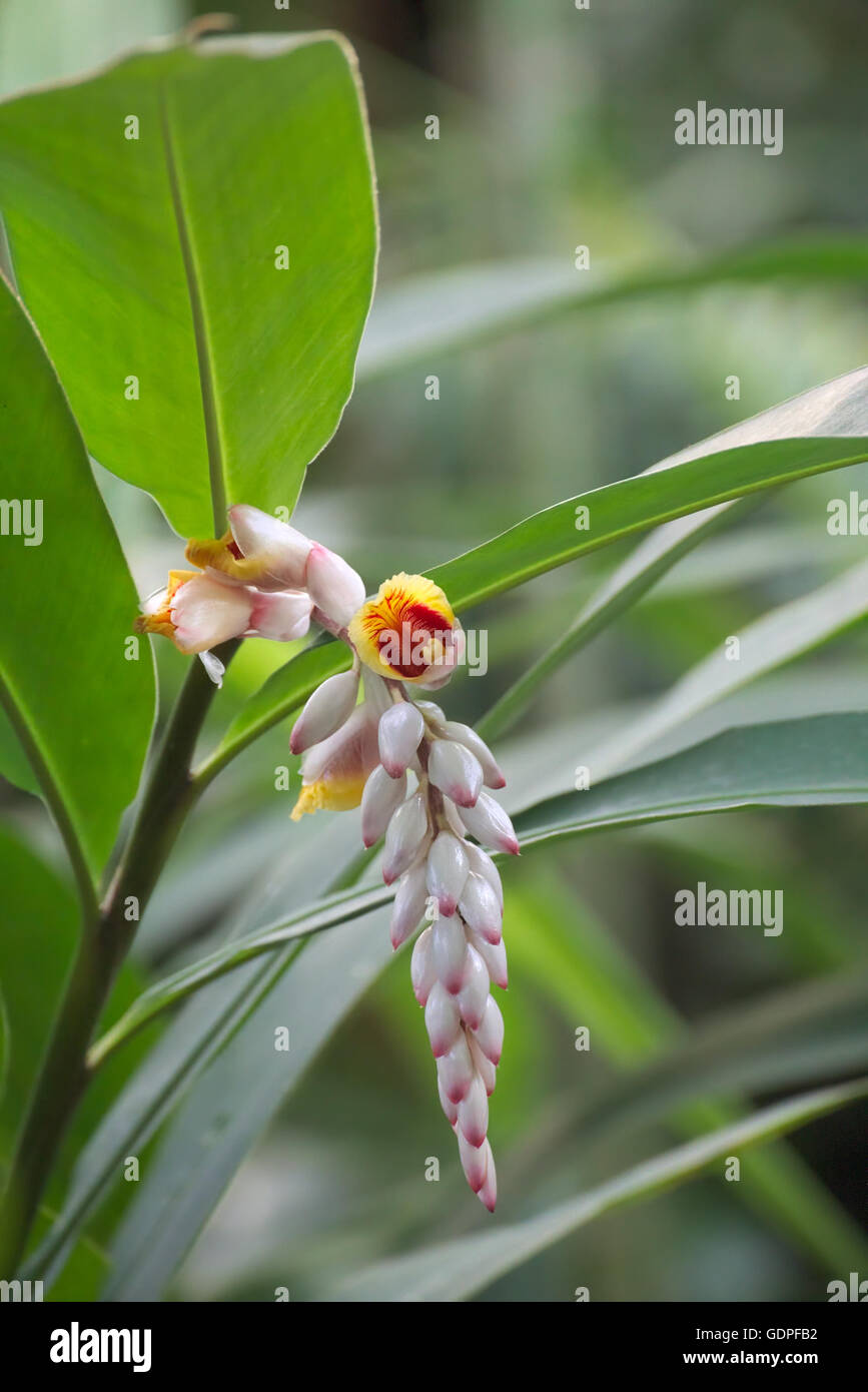 Blossoms of the medicinal and spice plant ginger (Zingiber officinale). Stock Photo