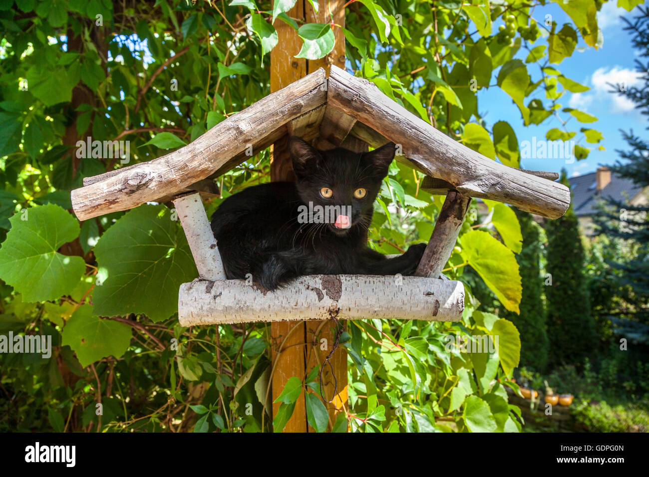 Cat bird feeder hires stock photography and images Alamy