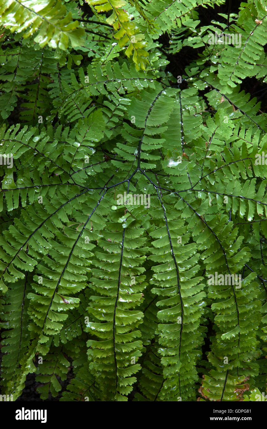 Maiden hair fern ,, woodland,Adiantum pedatum Stock Photo