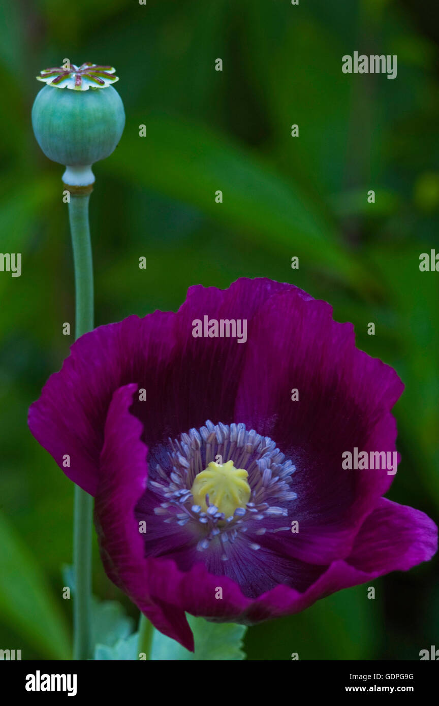 Papaver, Poppy ' LAURENS GRAPE, Purple breadseed poppy Stock Photo Alamy