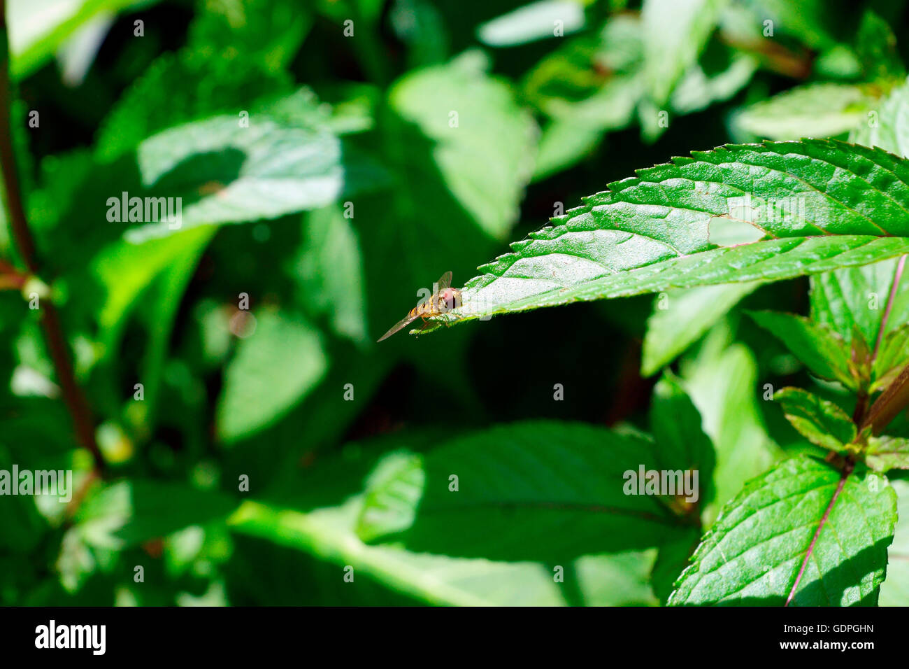 HOVERFLY ON A MINT LEAF Stock Photo