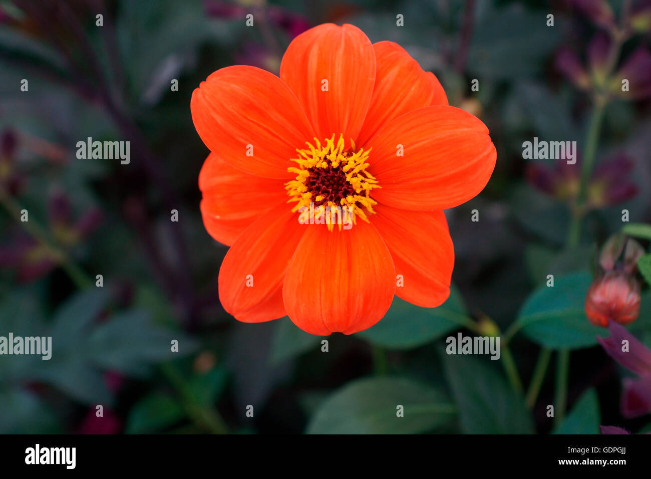 DAHLIA (BISHOP OF OXFORD Stock Photo - Alamy