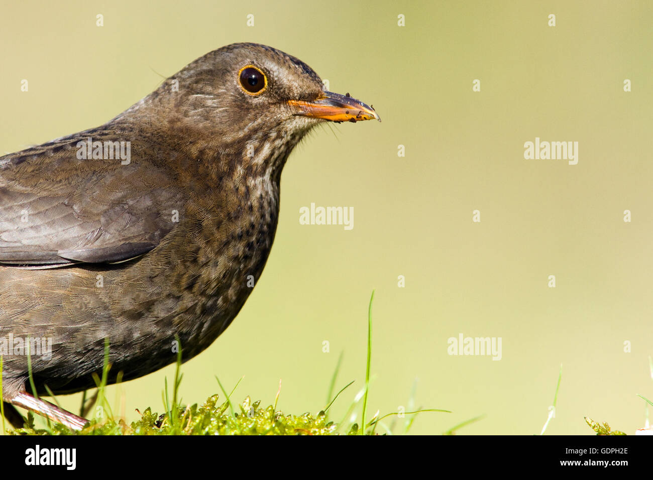 Female Blackbird Stock Photo