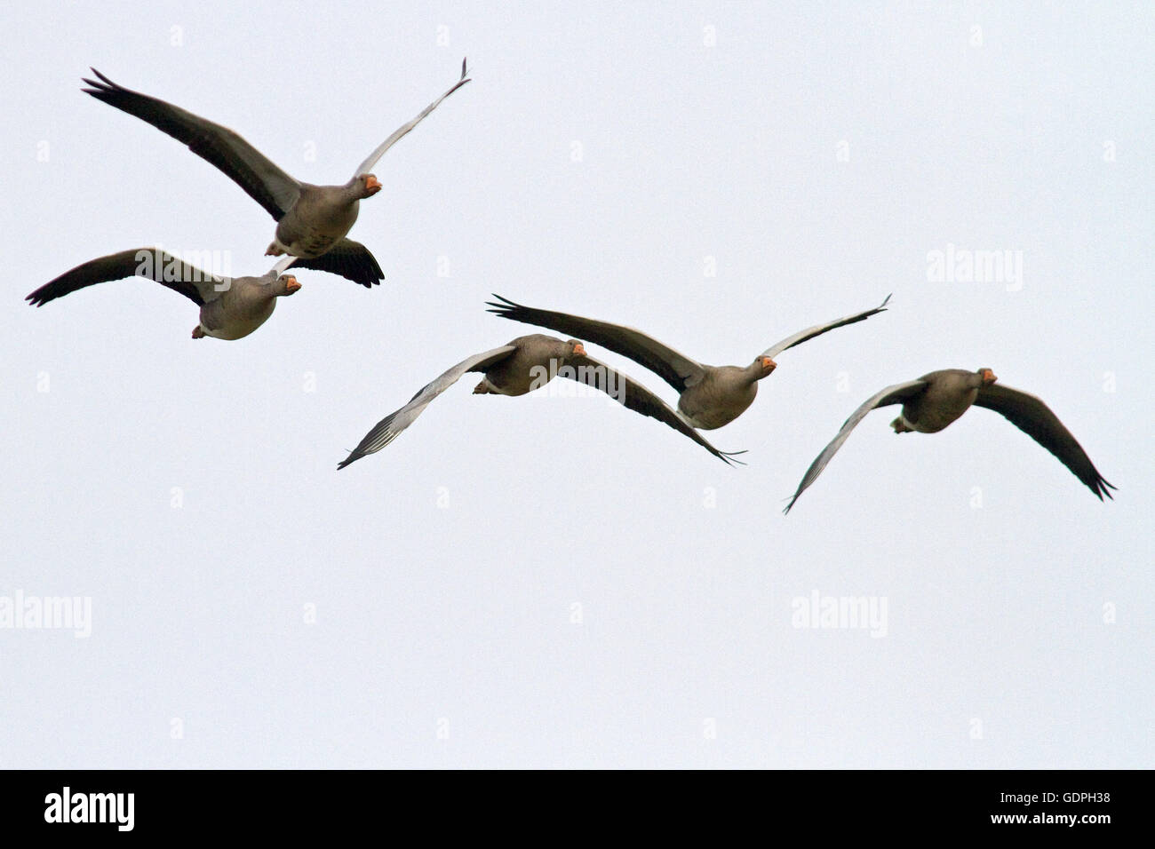 Wild Greylag Geese in flight over a saltmarsh Stock Photo