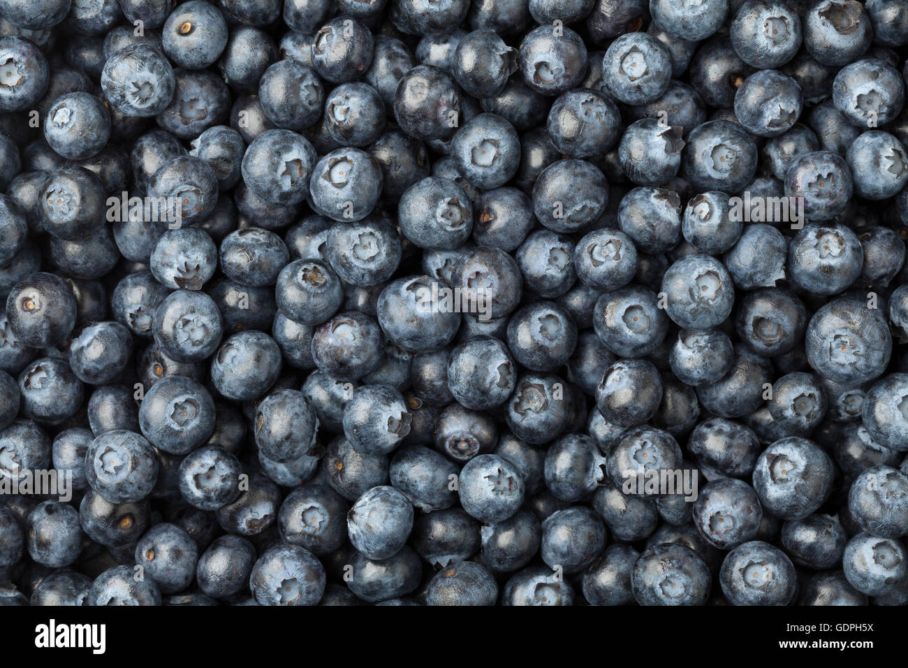 Blue berries full frame close up Stock Photo