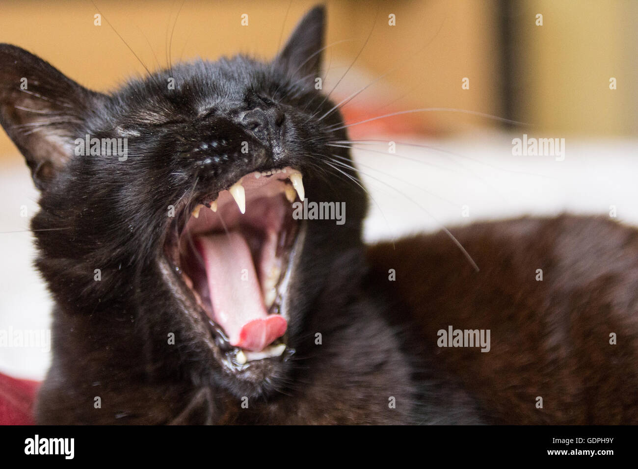 Black cat yawning Stock Photo Alamy