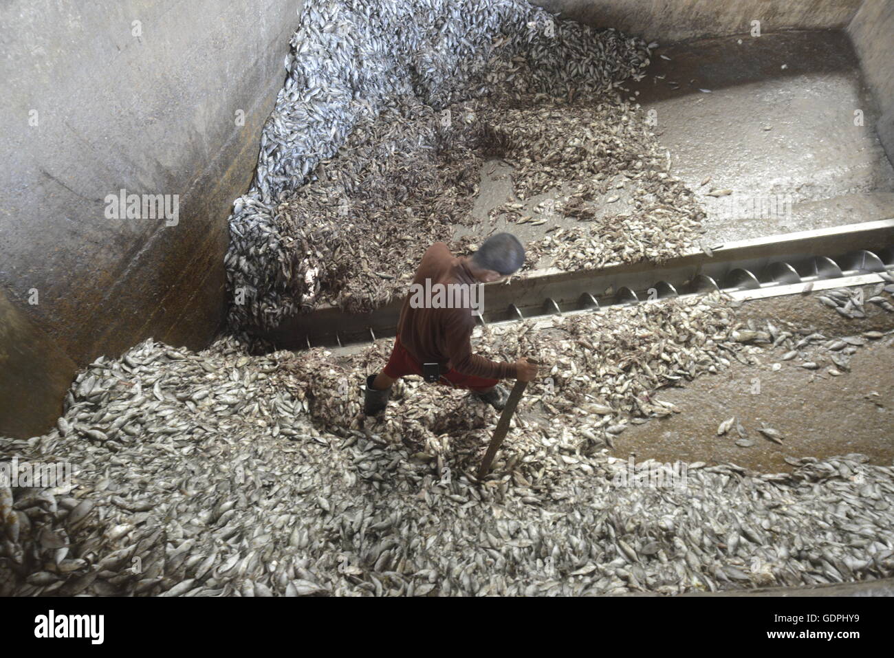 a fishmeal factory in the city of Myeik in the south in Myanmar in Southeastasia Stock Photo Alamy