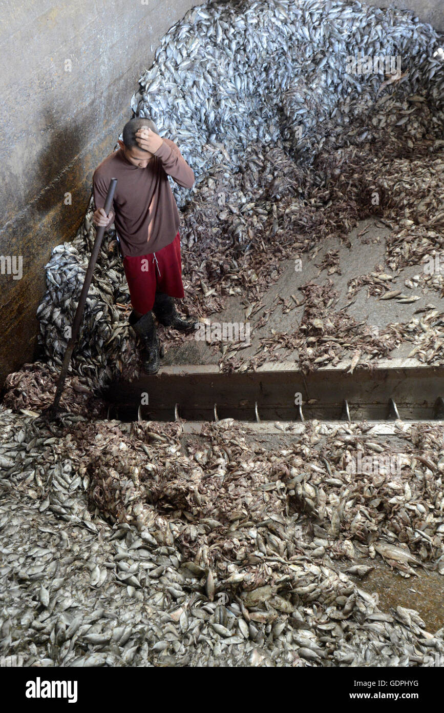 a fishmeal factory in the city of Myeik in the south in Myanmar in Southeastasia Stock Photo Alamy