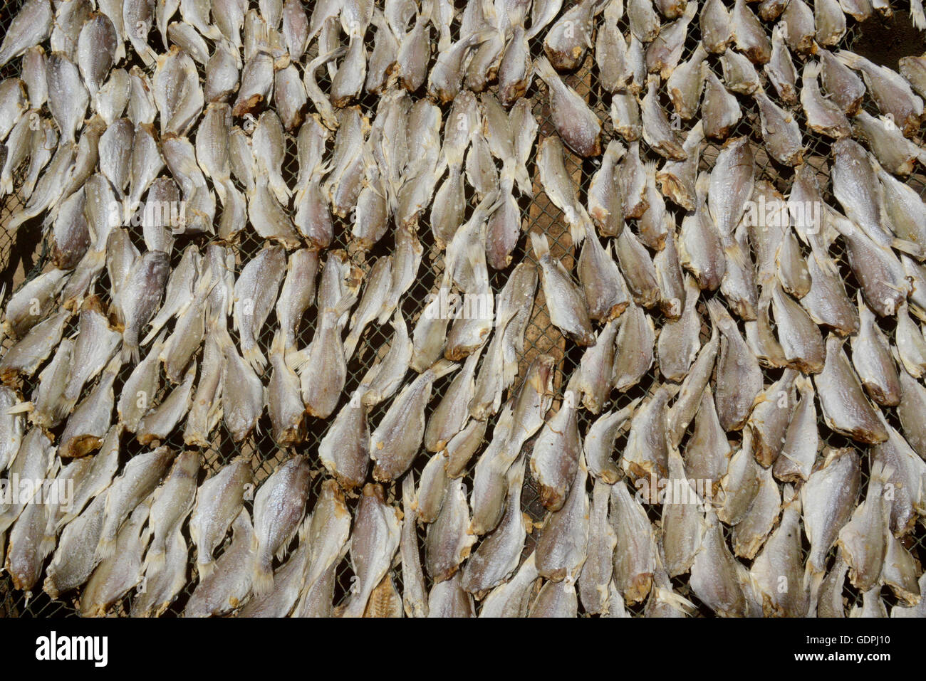 a fish production make dry fish products in the city of Myeik in the south in Myanmar in Southeastasia. Stock Photo