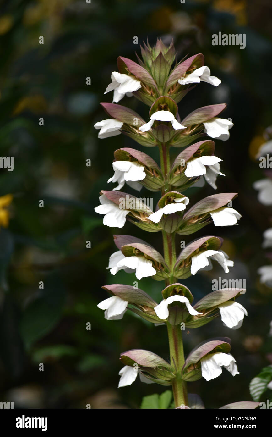 Acanthus flower hi-res stock photography and images - Alamy