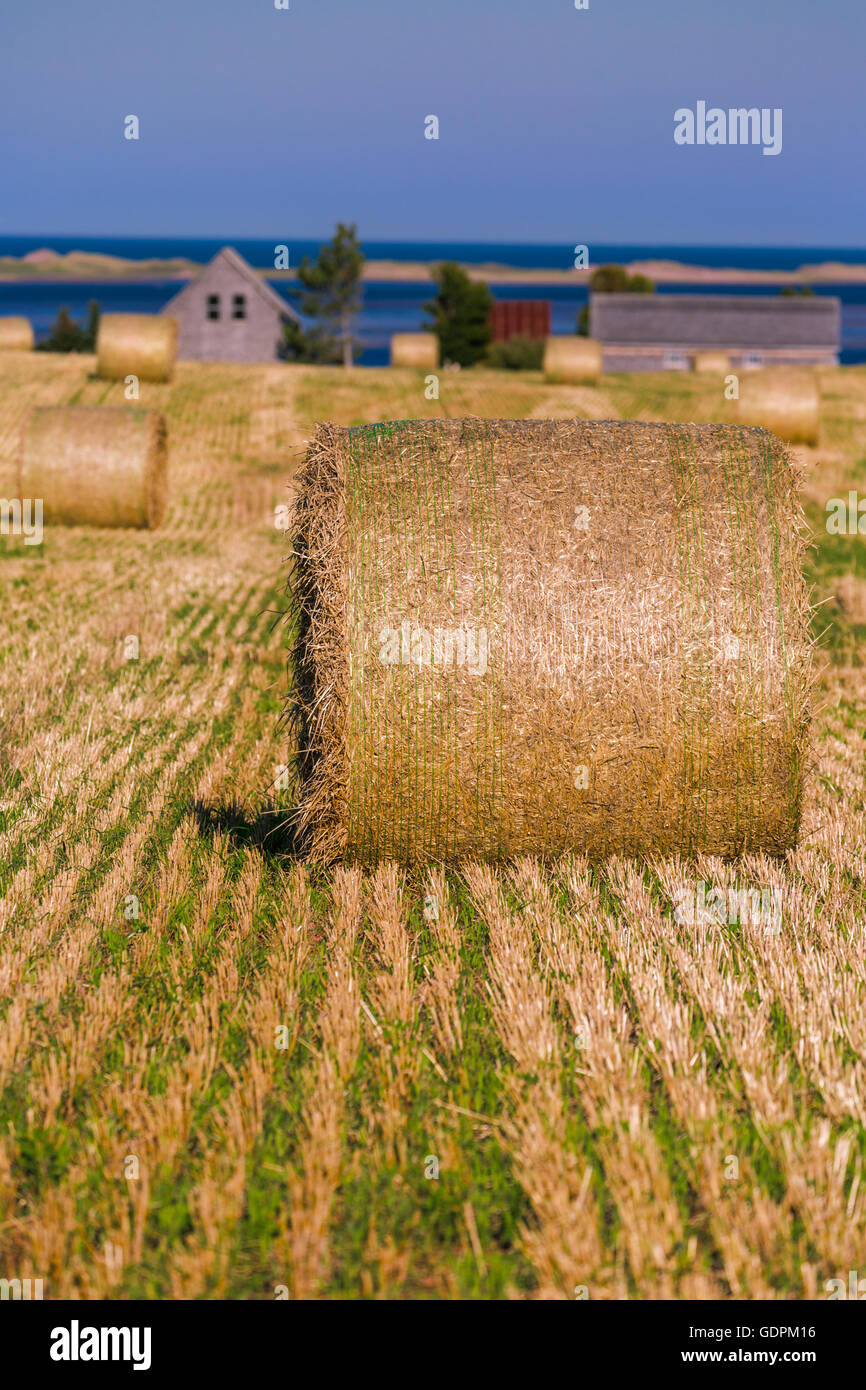 Straw island hires stock photography and images Alamy