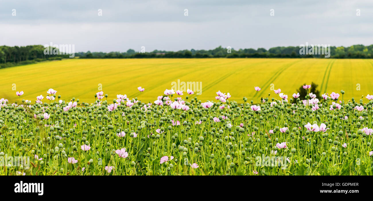 A field of Opium poppies grown in England for the use of Morphine for the NHS. , taken with a selective focus Stock Photo