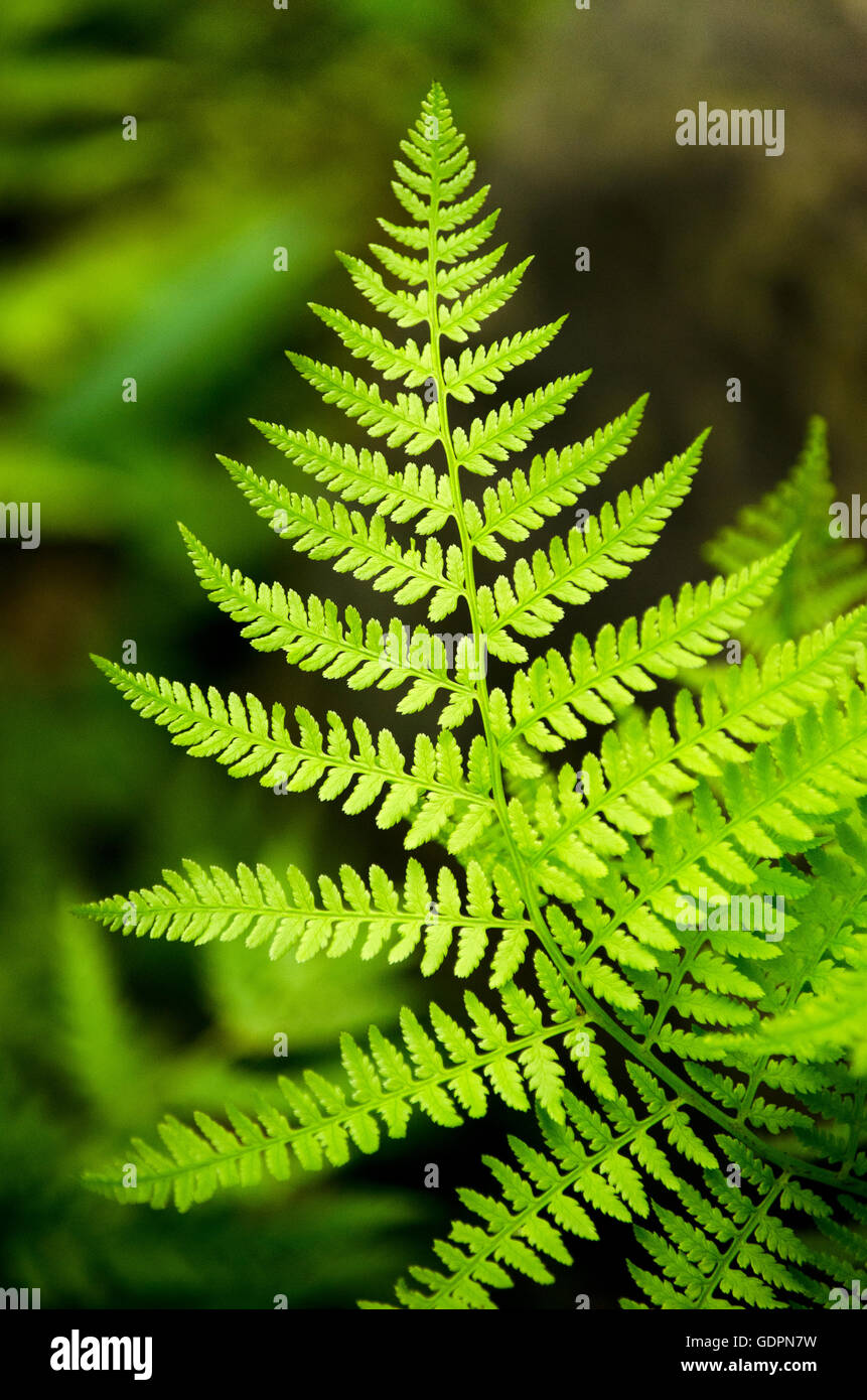 Bracken fern leaf frond close up Stock Photo - Alamy