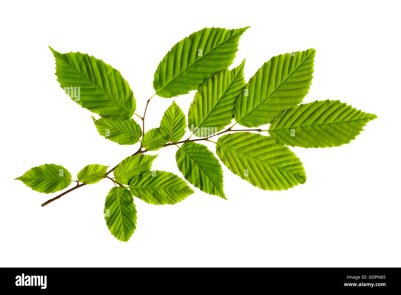 American hornbeam leaves on branch cut out. Stock Photo