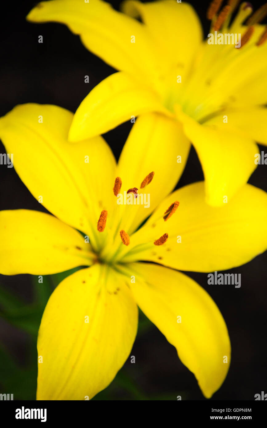 Yellow lily flower close up Stock Photo