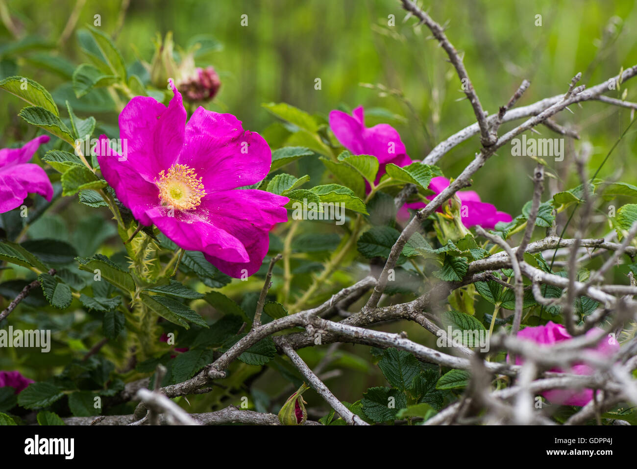 Dog Rose blossoms Rosa canina Stock Photo Alamy