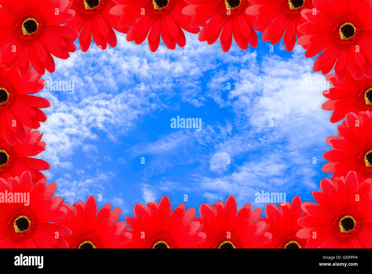 Frame of Red daisy flower on blue sky with cloud closeup for background