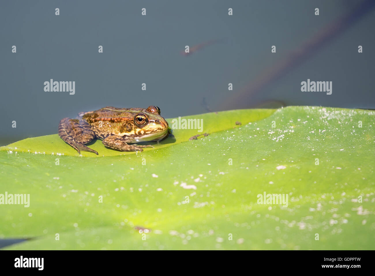Green frog in nature hi-res stock photography and images - Alamy
