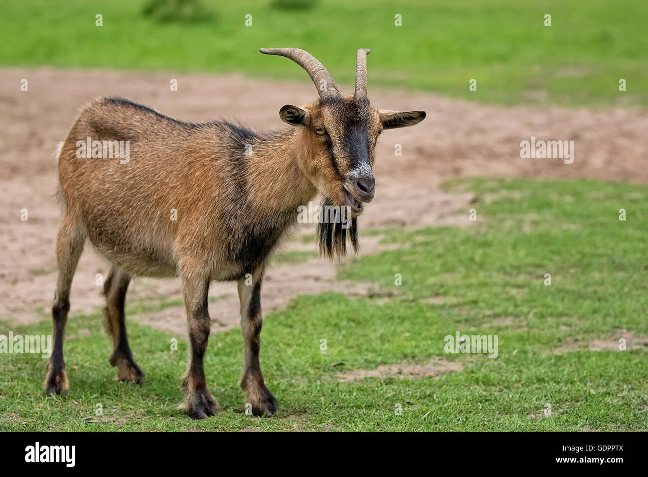 Goat in a clearing Stock Photo
