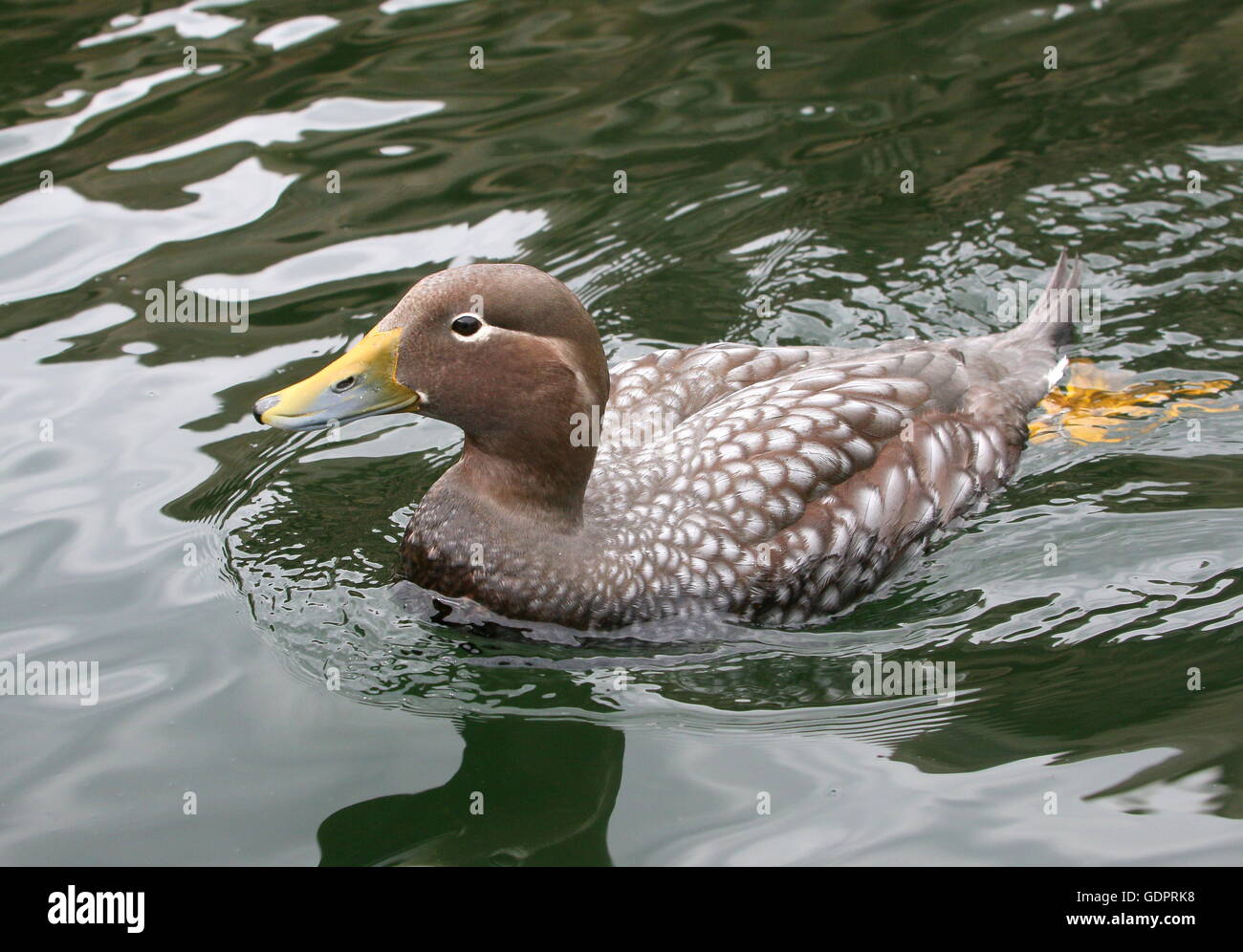 Female South American Flying steamer duck (Tachyeres patachonicus) swimming at close range Stock
