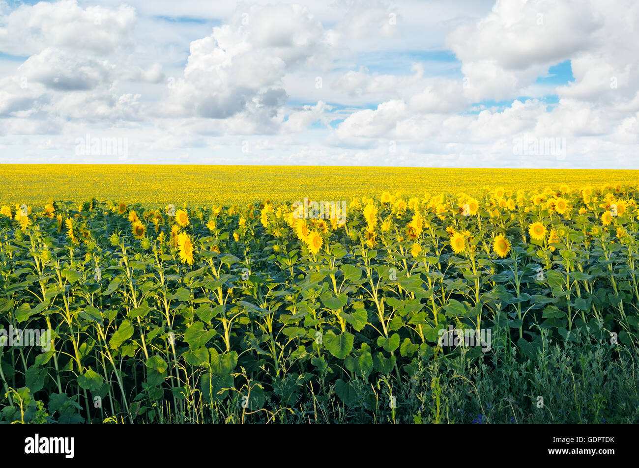 field with blooming sunflowers and blue sky Stock Photo - Alamy