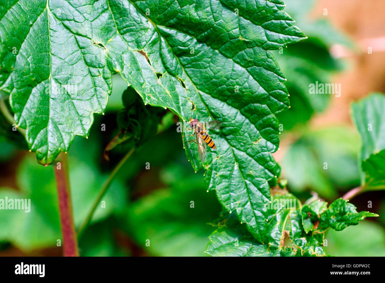HOVERFLY ON A BLACK CURRANT LEAF Stock Photo