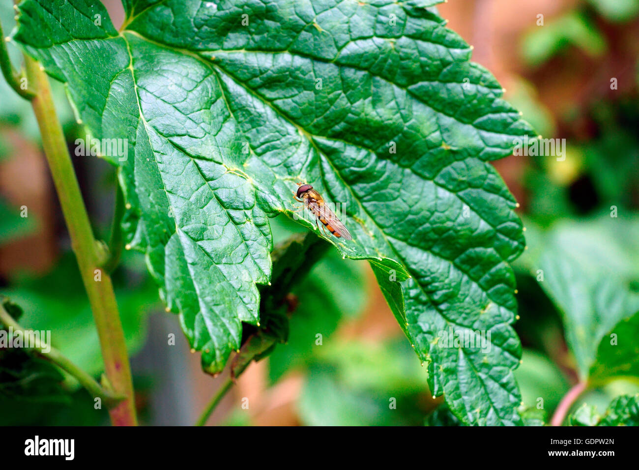 HOVERFLY ON A BLACK CURRANT LEAF Stock Photo