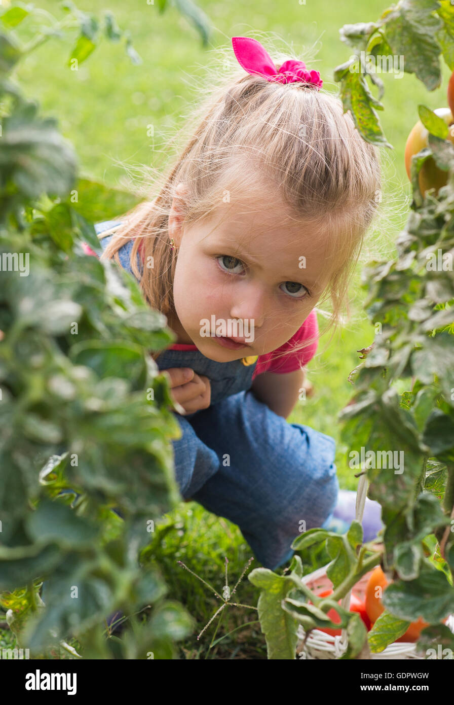 Adorable little girl collecting crop  tomatoes in garden Stock Photo