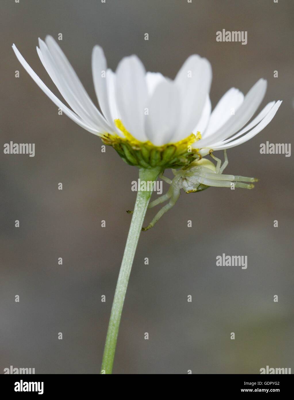 Crabspider Misumena vatia waiting for its prey under a flower in Finland Stock Photo