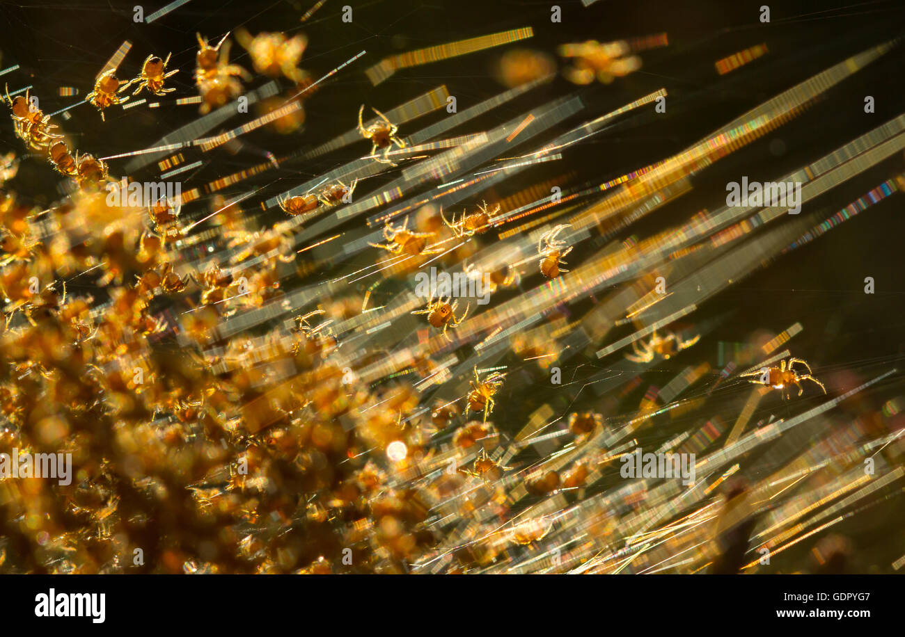 Spiderlings leaving their nest. Stock Photo