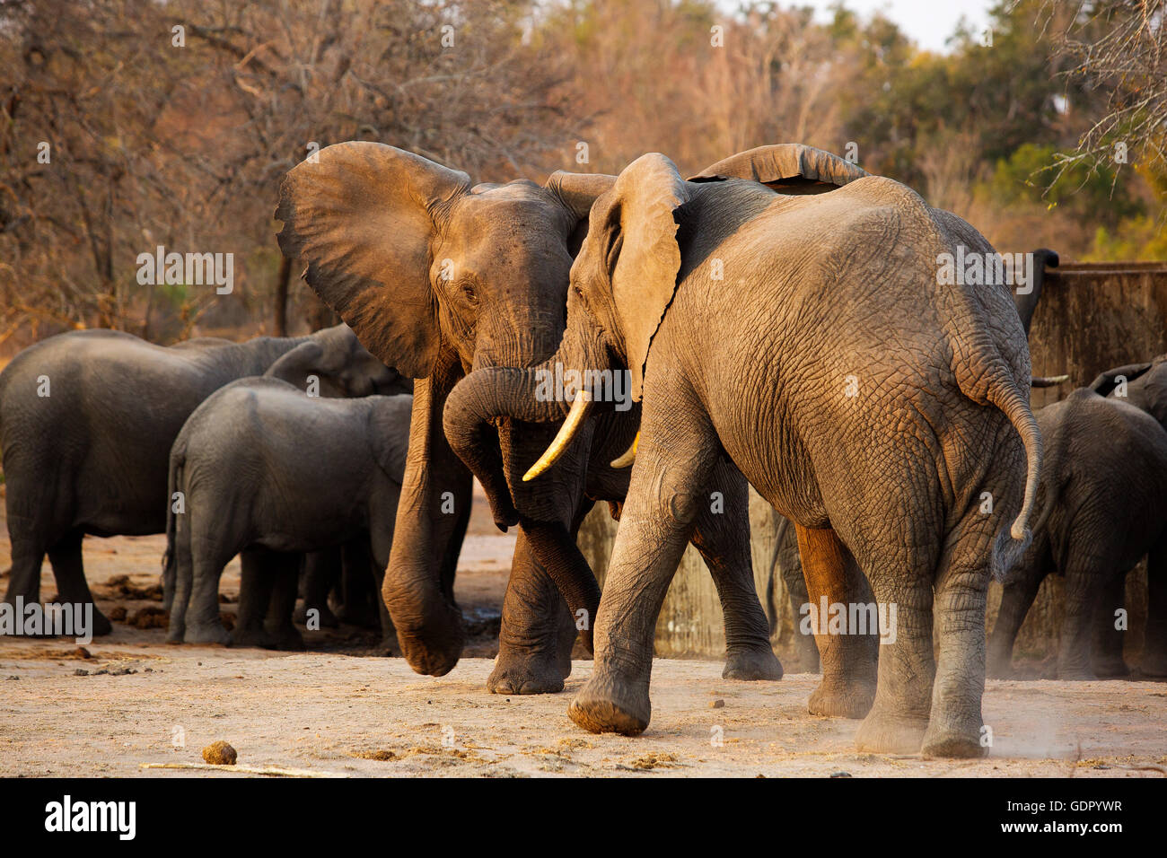 Elephants having a argument in the Kruger National Park, South Africa. Stock Photo