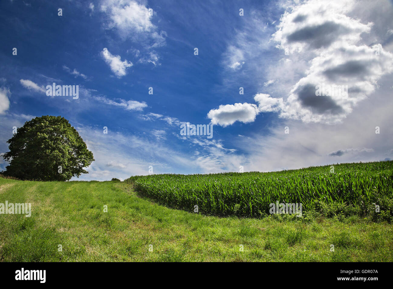 Corn field, lone tree and blue cloudy sky on a farm in southern Ontario ...