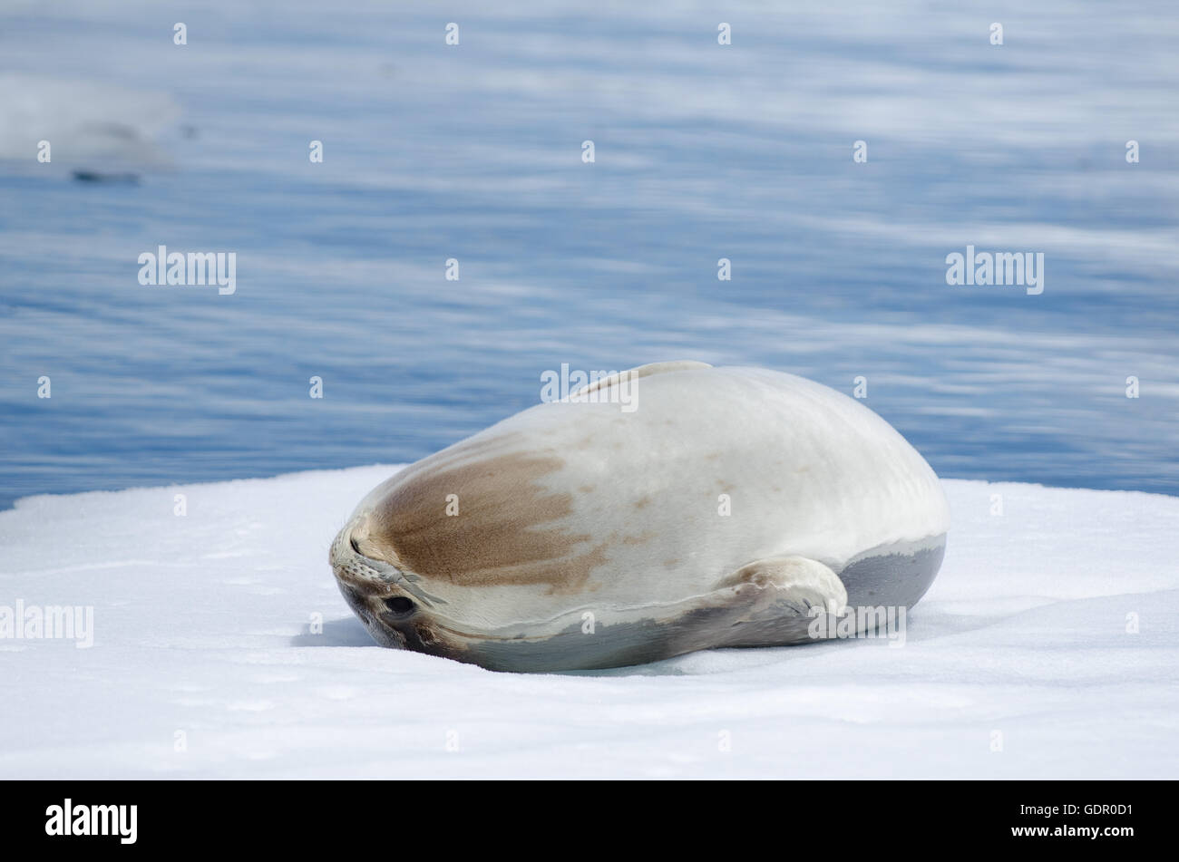A Ross seal Ommatophoca rossii on an iceberg in Antarctica showing the streaky throat and small muzzy with big eyes Stock Photo