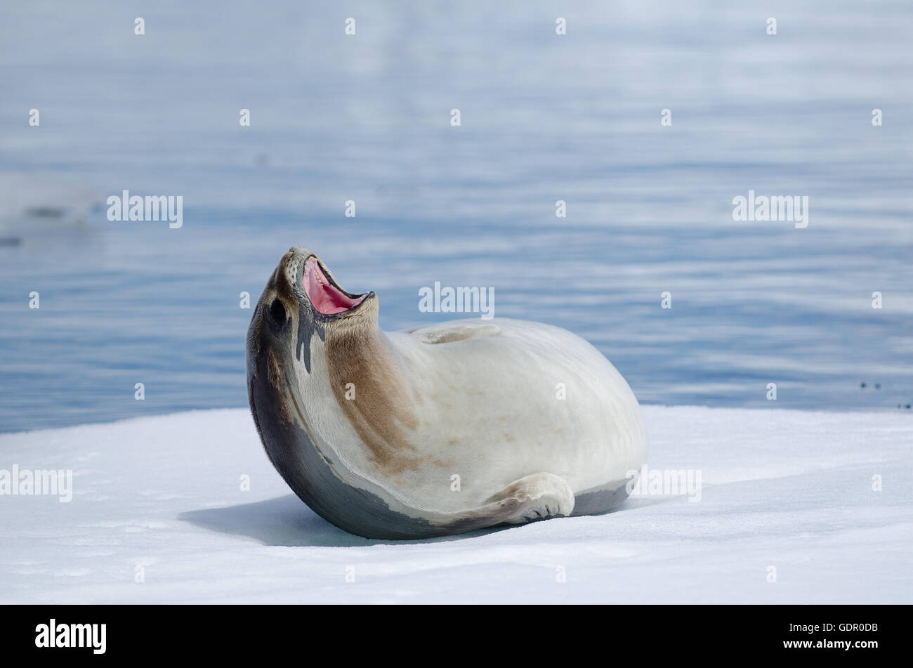 A Ross seal Ommatophoca rossii on an iceberg in Antarctica showing the streaky throat and small muzzy with big eyes Stock Photo
