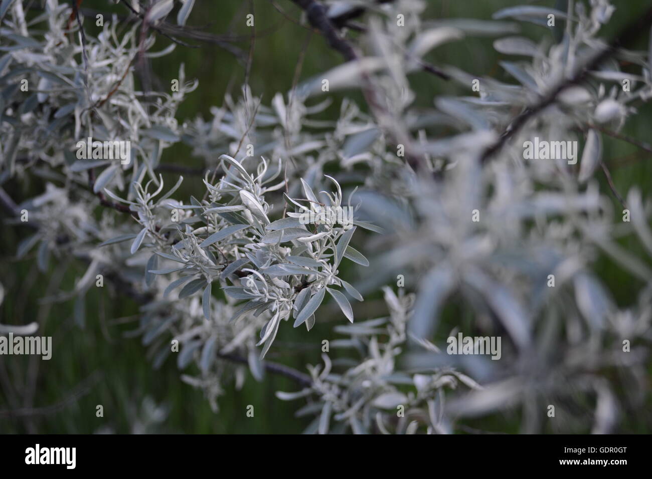 Russian Olive Tree Stock Photo Alamy