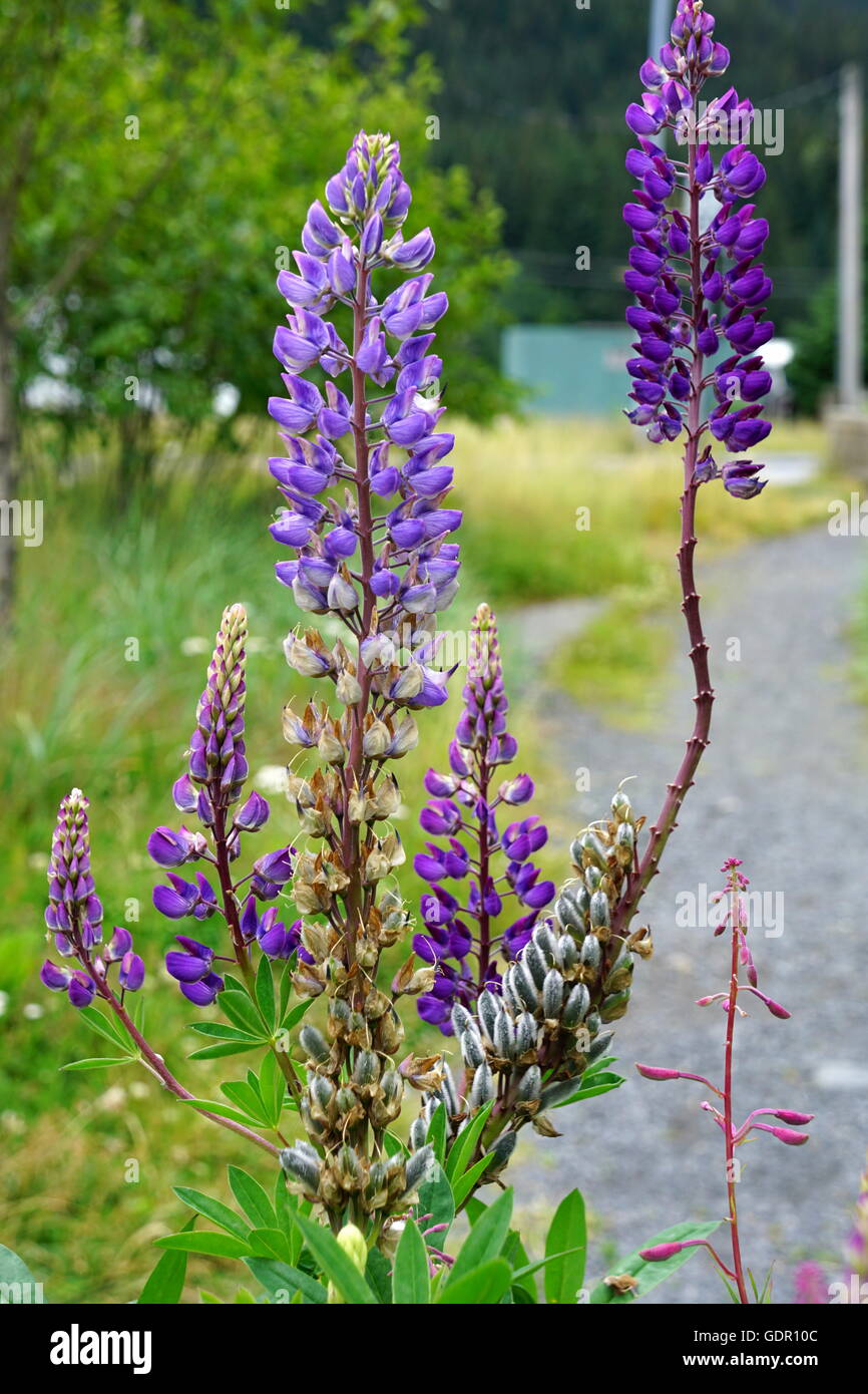 Alaska wildflowers, purple and lavender Nootka Lupine Stock Photo Alamy