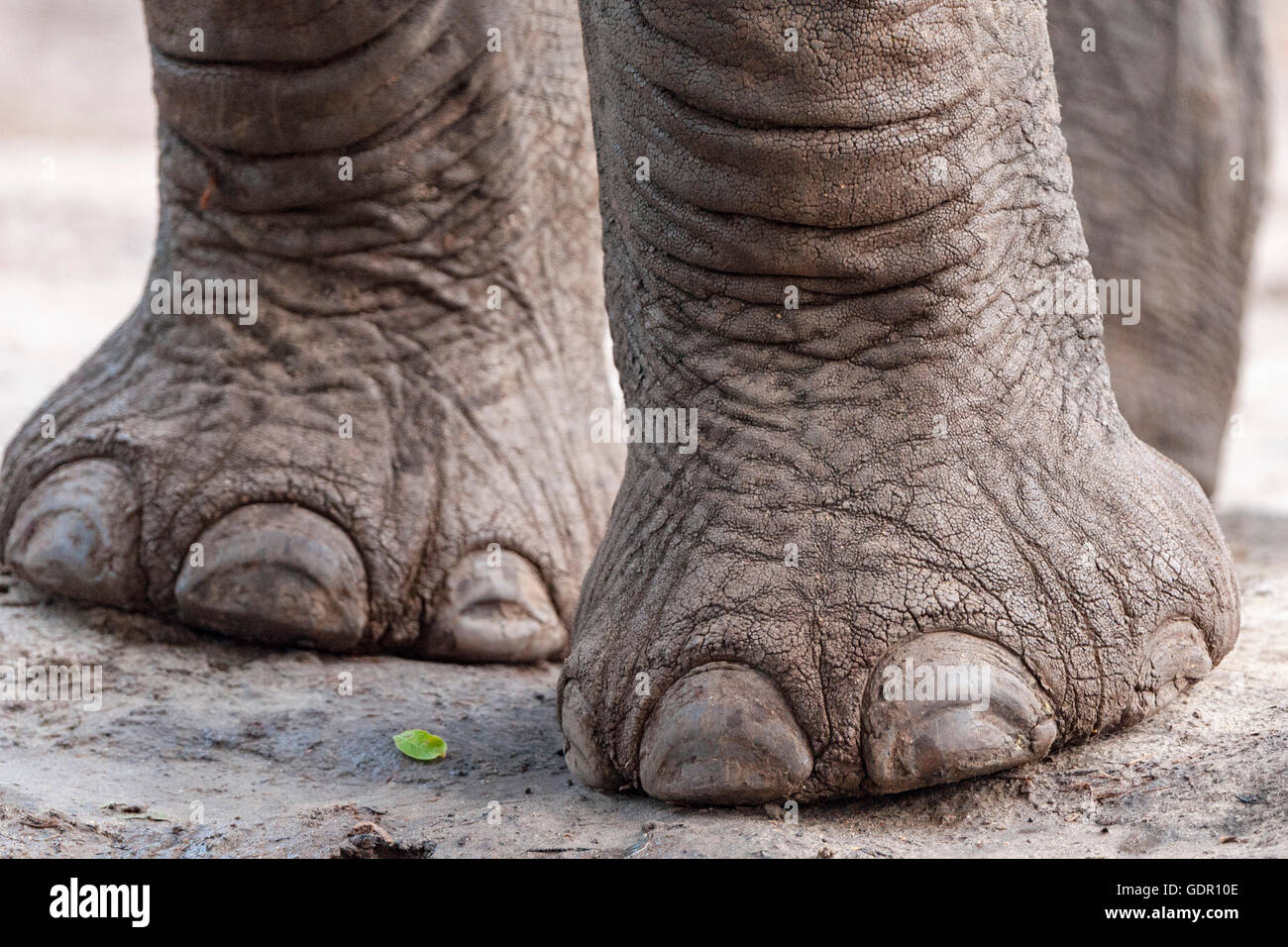 Stock Photo