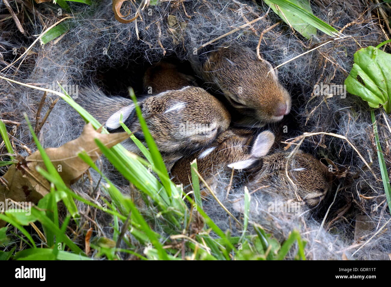 Wild bunny nest in grass hi-res stock photography and images - Alamy