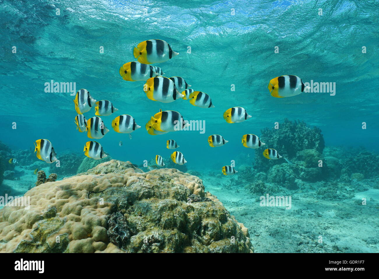School of tropical fish Pacific double-saddle butterflyfish, Chaetodon ulietensis, underwater in the lagoon, Pacific ocean Stock Photo