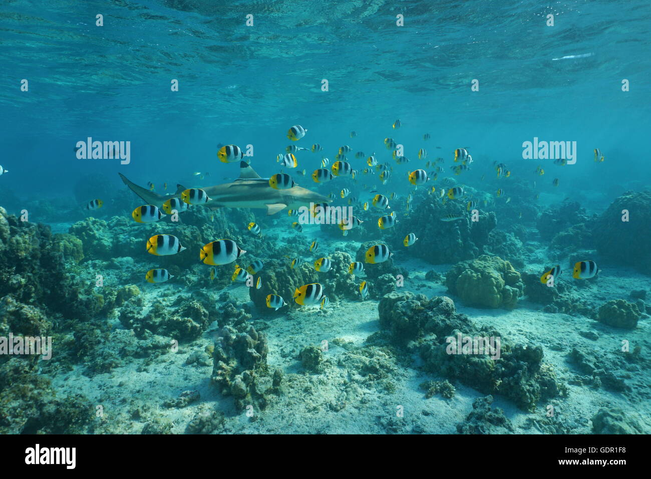 School of tropical fish butterflyfish with a blacktip reef shark on a shallow coral reef, Pacific ocean, French Polynesia Stock Photo