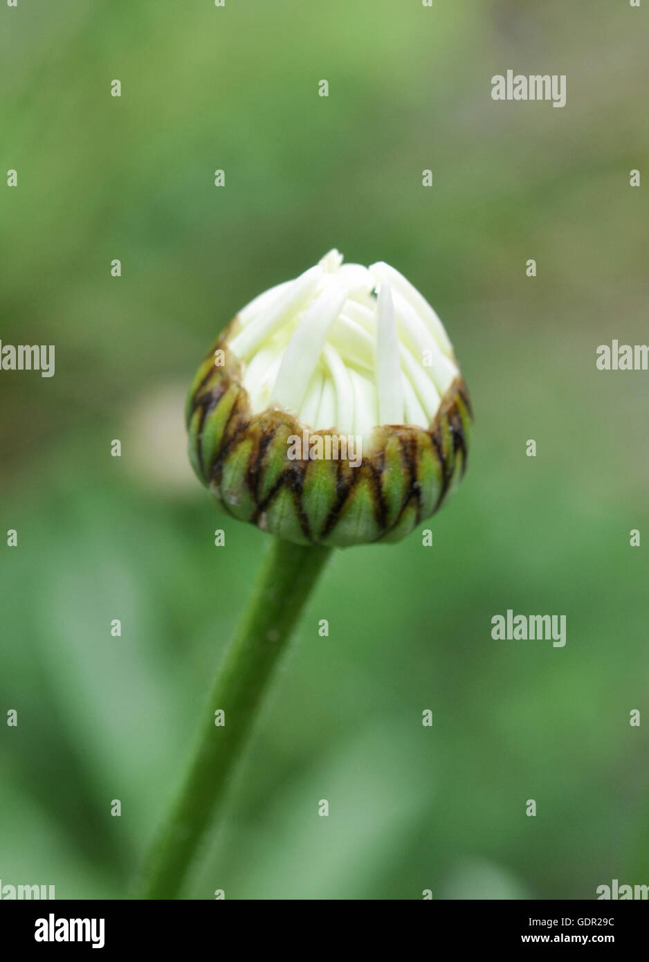 shasta daisy bud Stock Photo Alamy