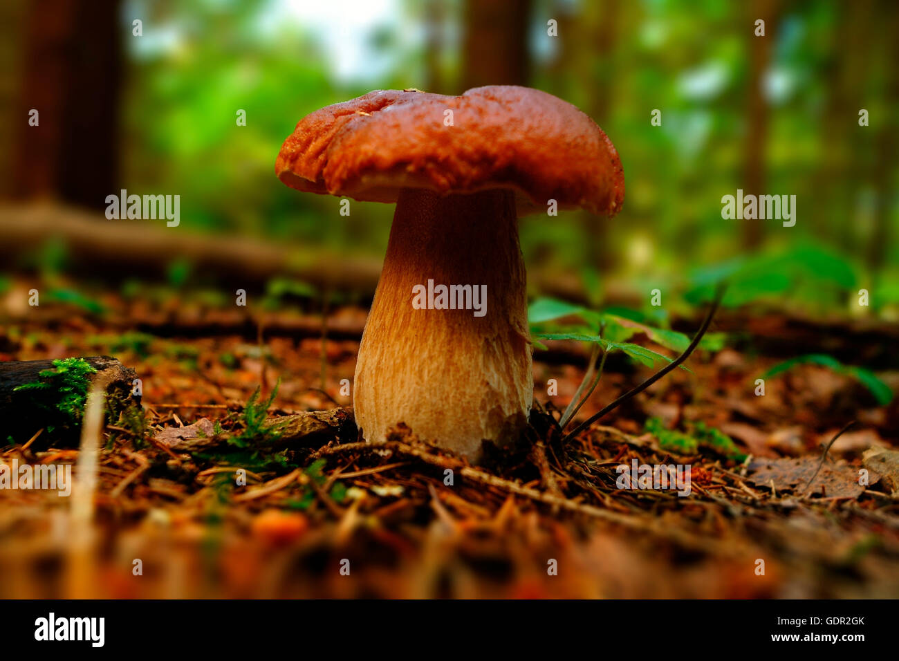 Cep mushroom growing in summer forest. Boletus Stock Photo Alamy