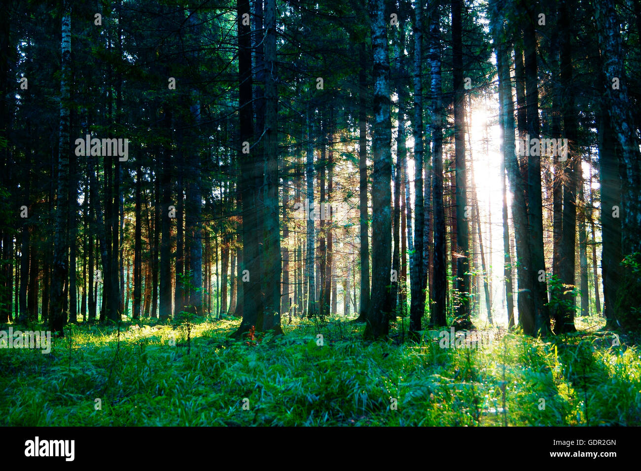 The magical forest at sunrise. Sun streaming through trees in forest ...