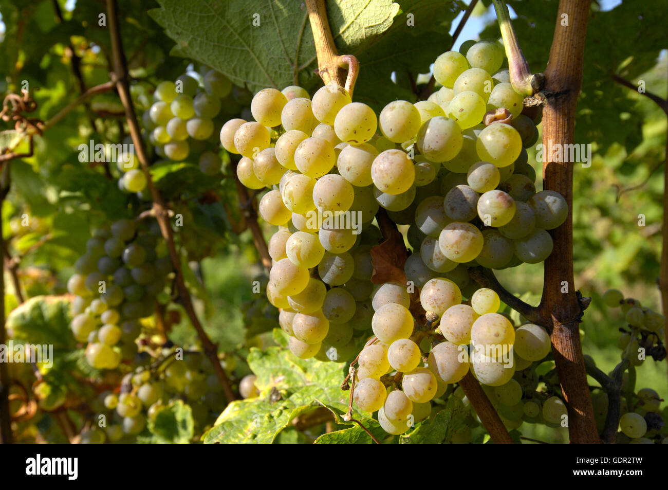 botany, grape-vine, (Vitis), European grapevine, (Vitis vinifera), mature grape at vine, Southern Wine Route, Rhineland-Palatinate, Germany, Additional-Rights-Clearance-Info-Not-Available Stock Photo