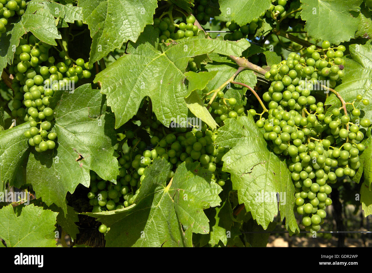 botany, grape-vine, (Vitis), European grapevine, (Vitis vinifera), young grape at vine, Southern Wine Route, Rhineland-Palatinate, Germany, Additional-Rights-Clearance-Info-Not-Available Stock Photo