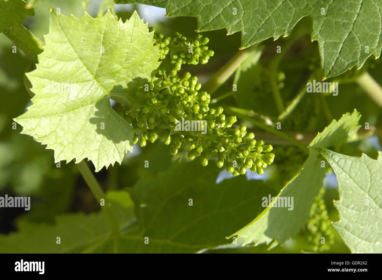 botany, grape-vine, (Vitis), European grapevine, (Vitis vinifera), grape, at vine, Southern Wine Route, Rhineland Palatinate, Germany, Additional-Rights-Clearance-Info-Not-Available Stock Photo