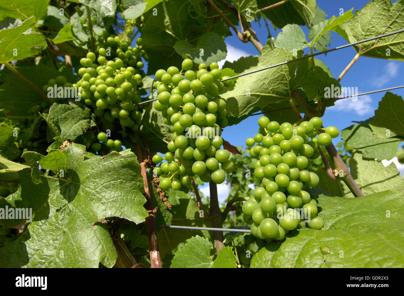 botany, grape-vine, (Vitis), European grapevine, (Vitis vinifera), grape, at vine, Southern Wine Route, Rhineland Palatinate, Additional-Rights-Clearance-Info-Not-Available Stock Photo
