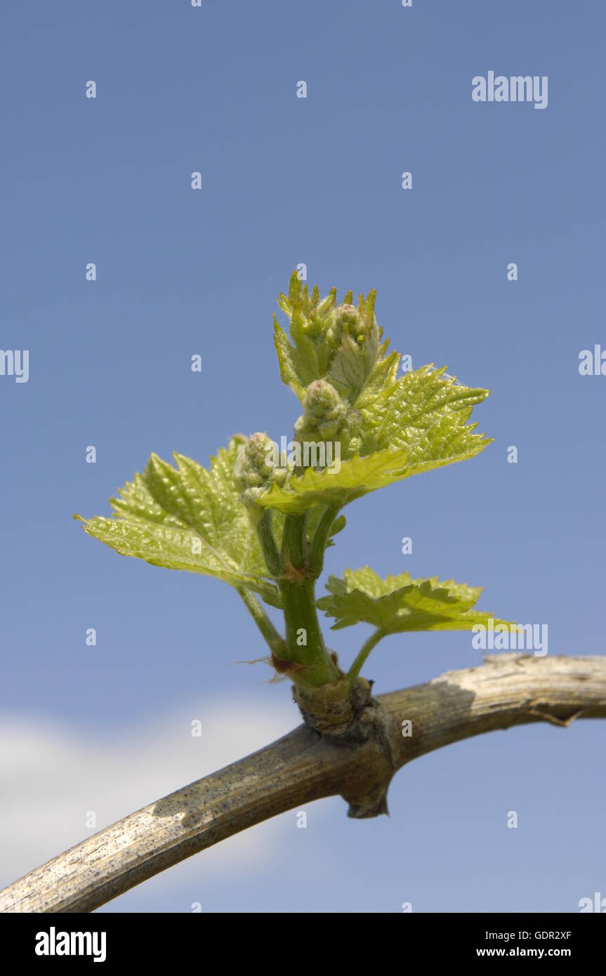 botany, grape-vine, (Vitis), European grapevine, (Vitis vinifera), young leaf, Additional-Rights-Clearance-Info-Not-Available Stock Photo