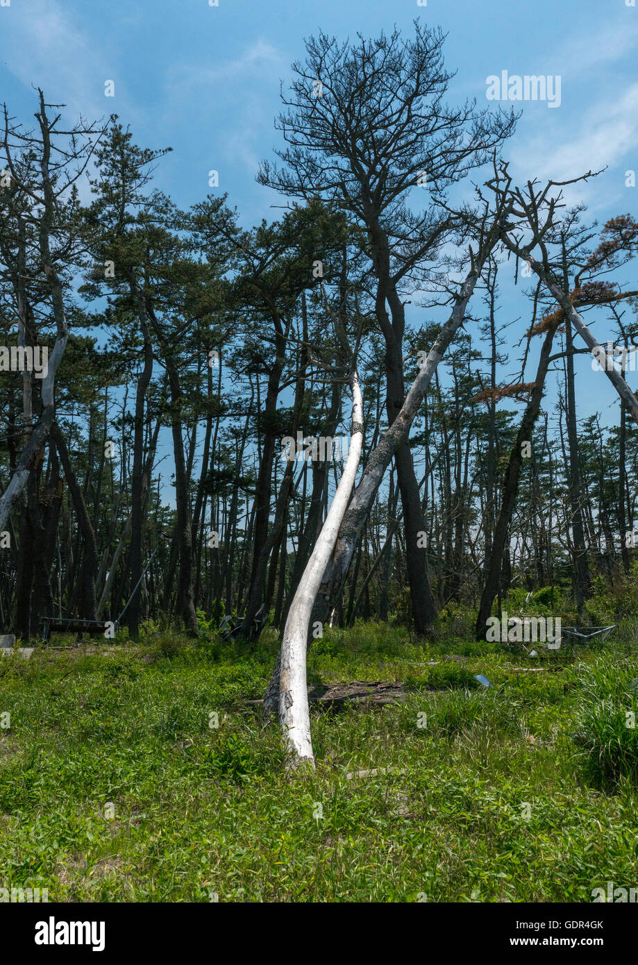 Tree after the 2011 tusnami, Fukushima prefecture, Futaba, Japan Stock Photo