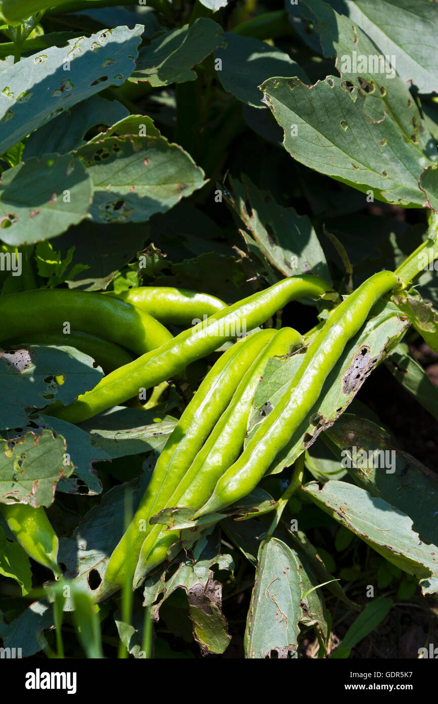 Green beans growing in a garden Stock Photo Alamy